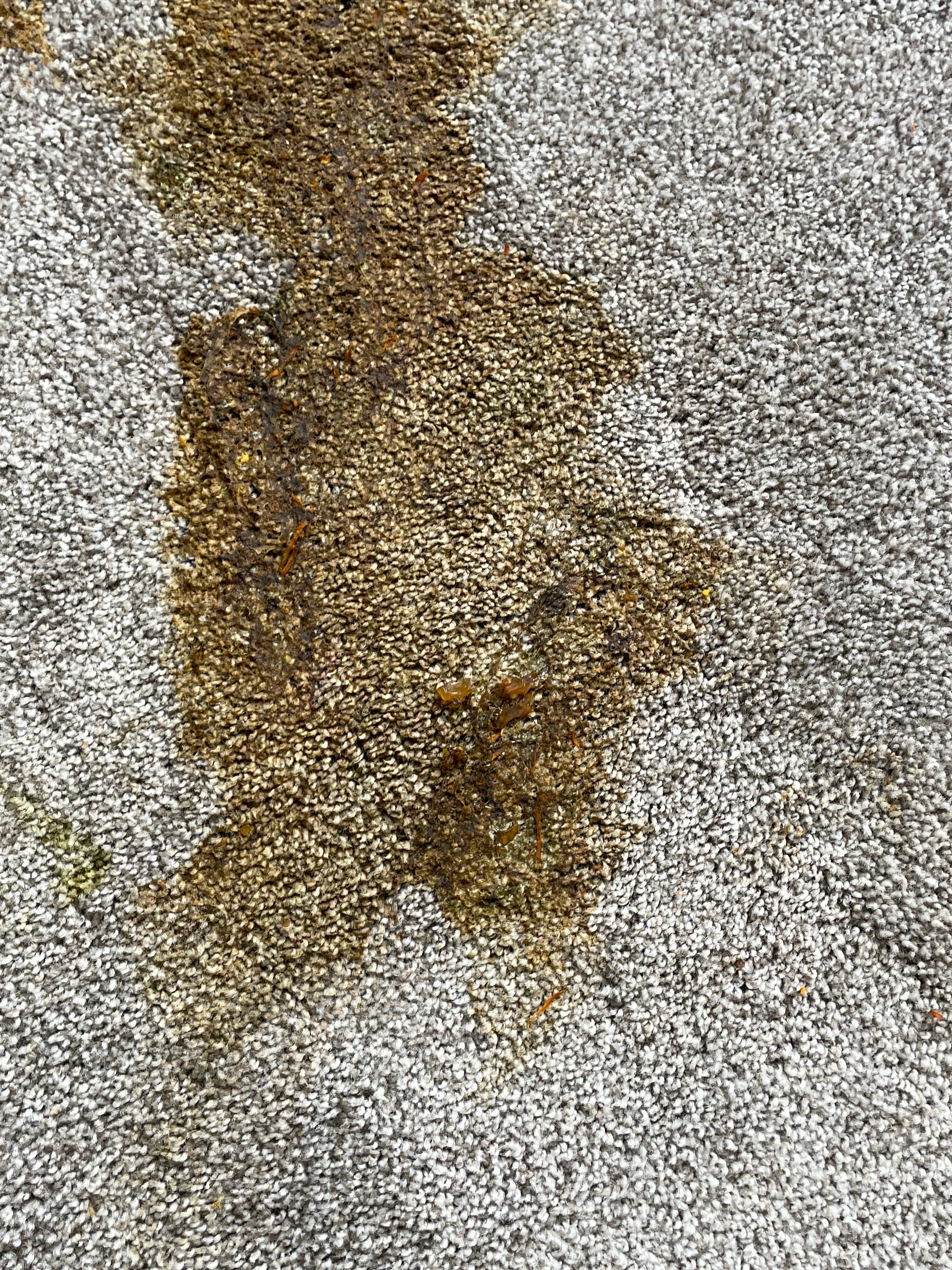 Large, messy brown and yellow stain with solid debris on a light grey carpet.